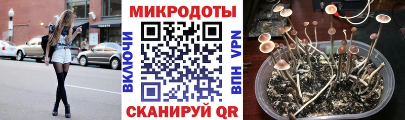 Псилоцибиновые грибы Cubensis  Ворсма 